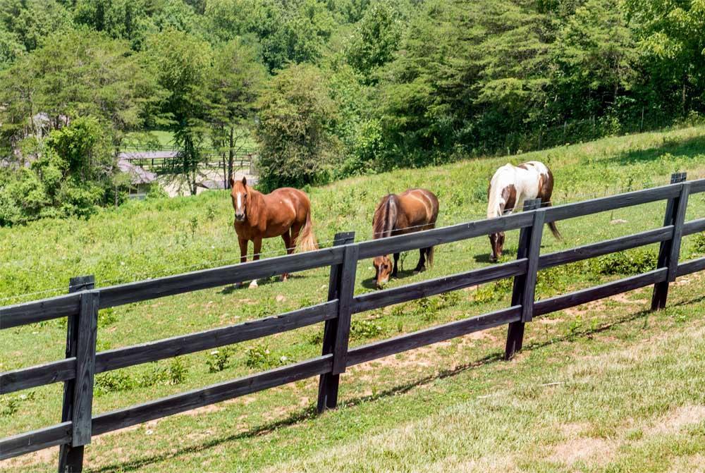 Brasstown Valley Resort & Spa Young Harris Eksteriør billede